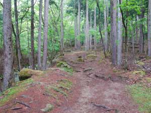 �o�R������̓o�R���B