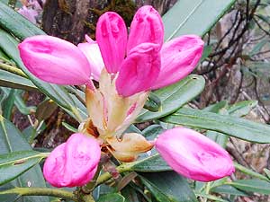 �V���N�i�Q