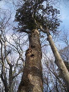 �ƂĂ��傫�Ȗ�