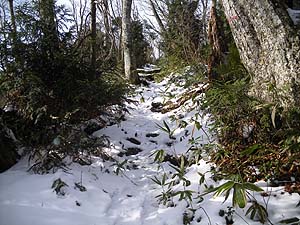 �Δ肩��̓o�R���B