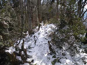 �R������̓o�R���B