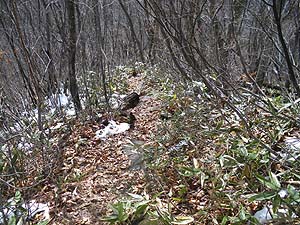 ���}�ȎΖ�