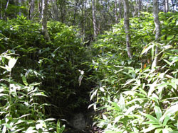 �o�R���́A����