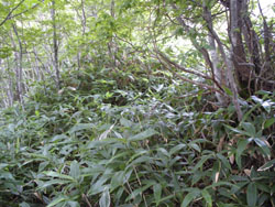 �N�}�U�U�̓o�R��