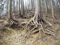 ���[�v���ݒu