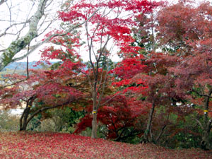 �R������̒���