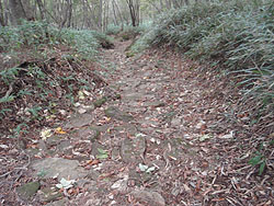 �Ώ��I�Ȑ΂̓o�R���B