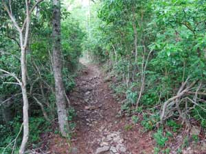 �ԗ�肩��̓o�R��