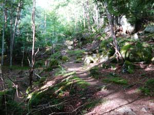 �ԗ�肩��̓o�R��