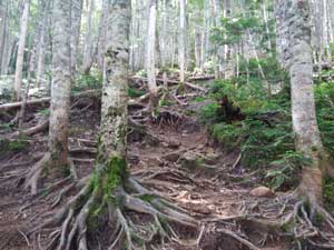 �����n����̓o�R���B