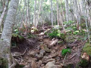 �����n����̓o�R���B