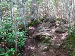 ���򂩂�̓o�R���B