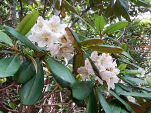 �V���N�i�Q