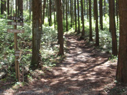 ���ԏ�E��̕��ɁA�R���͑����Ă���