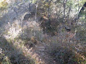 1�ڂ̃s�[�N����̓o�R���B