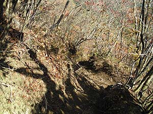 �����₩��̓o�R���B