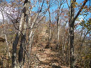 �������ł���