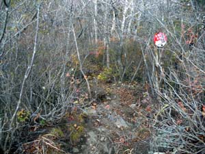 �X�ɔ�������i�񂾁`�` 