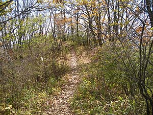 �R������̓o�R���B