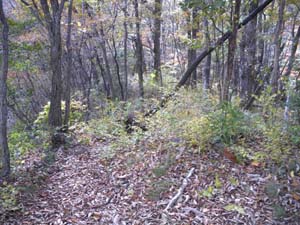 �\�� ����̓o�R���B