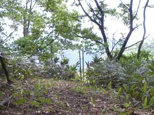 シカ除けネット