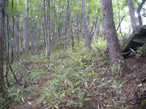 �s�[�N����̓o�R���B