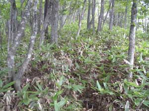 ���M�͔Z���Ȃ�