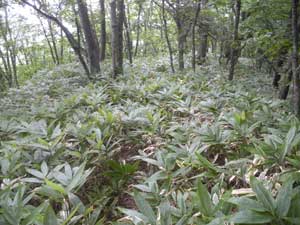 ���ȍ��M����C�ɐi�ށ`�`