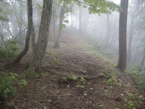 �R������̓o�R���B