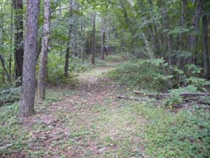 �x�e������̓o�R���B