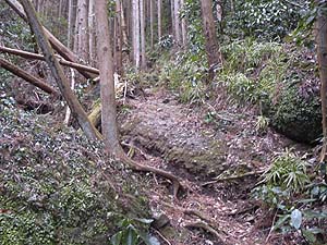 ����_����̓o�R��