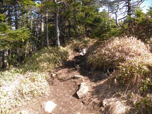 �g�[�~�̓�����̓o�R���B