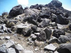 �g�[�~�̓�