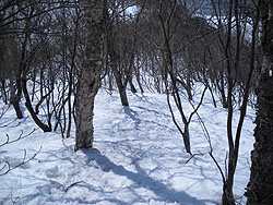 ����Ζʂ̓o�R���B