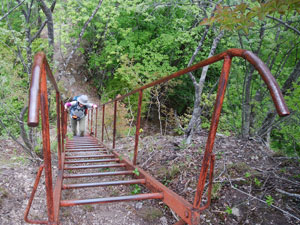 �S���̃n�V�S"