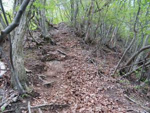 ���ʂ̓o�R��