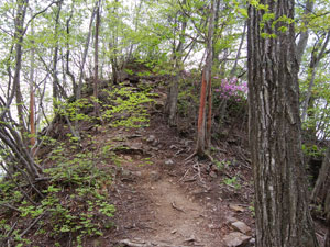 �W������̓o�R���B