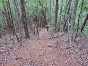 �R������̓o�R���B