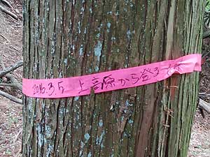 �s���N�̃e�[�v