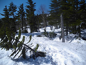 ���݌�́A�؁X�̒�