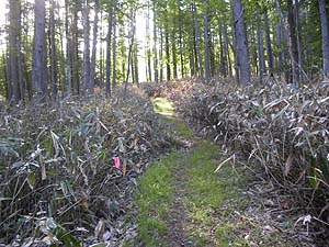 ���򂩂�̗ѓ�