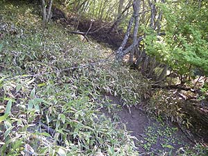 ���[�v�̒���ꂽ�ꏊ��i�񂾁B