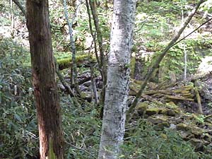 �������؋�