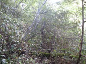 �����M�ɂƂЂǂ��Ȃ���