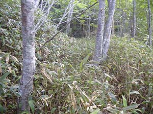 �����M�ɂƂЂǂ��Ȃ���