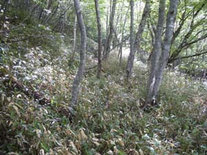 ����������Ă�̂�����Ȃ��`�`�I