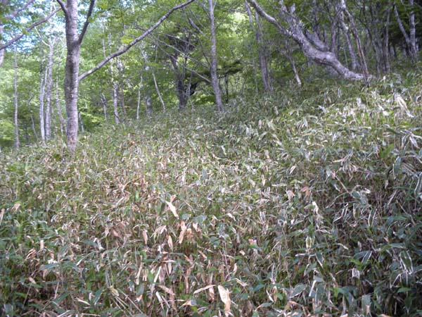 �ѓ����E�n