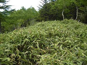 �R������̉��R���H