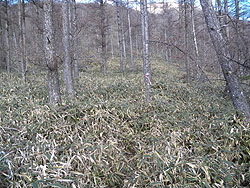 �����̓o�R��