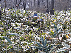 �����̓o�R��